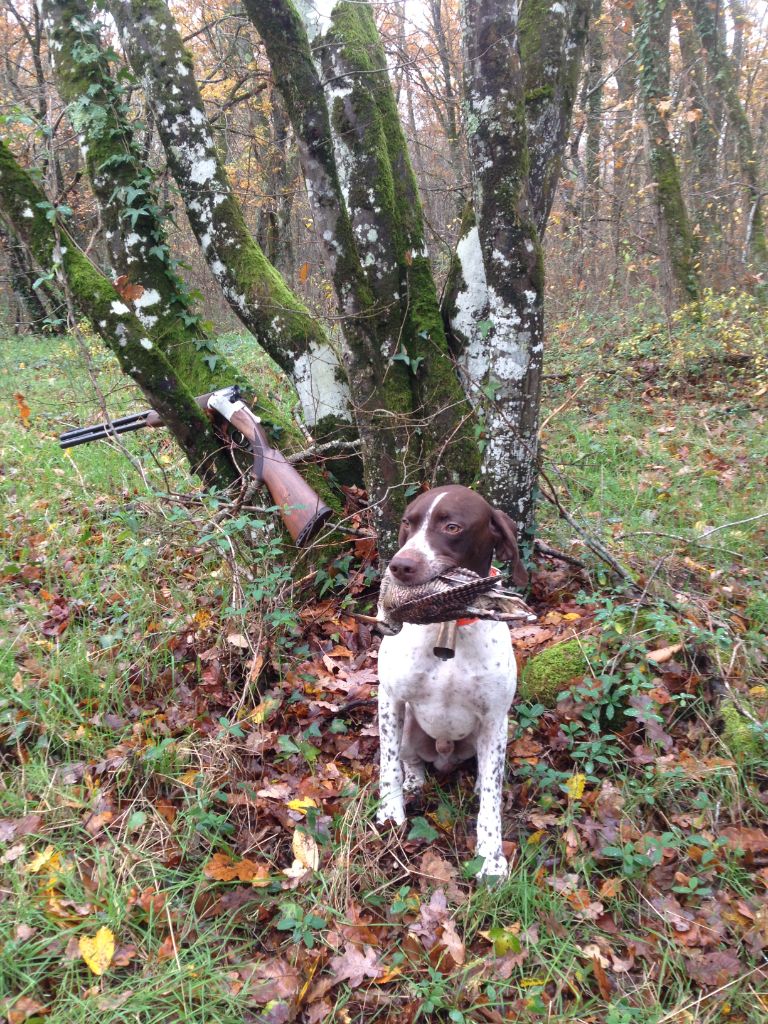 CHASSE et ENTRAINEMENTS